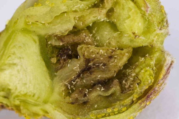 Смородинный почковый клещ