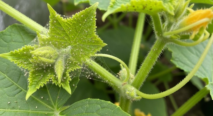 Как избавиться от паутинного клеща на огурцах?