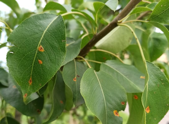 Ржавчина груши