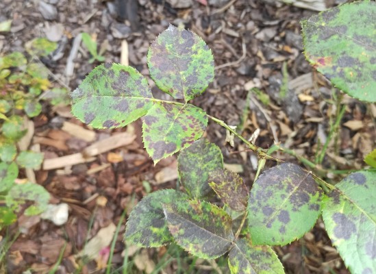 Чёрная пятнистость фото Чёрная пятнистость фото