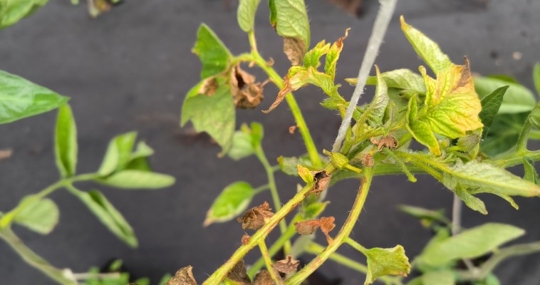 Фитофтороз