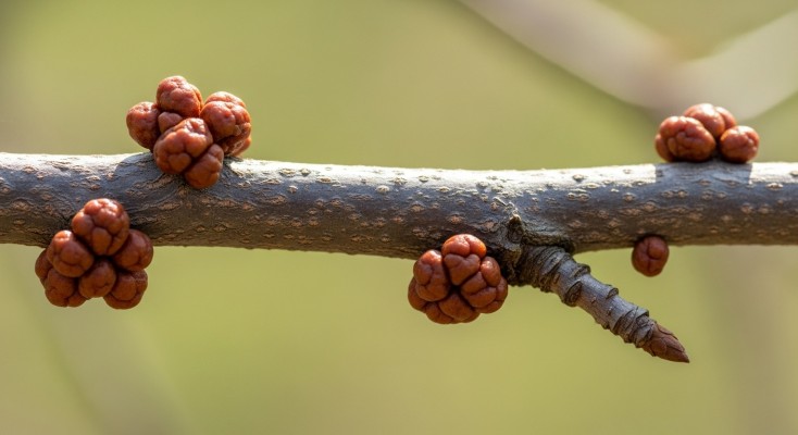 Галловый сливовый клещ