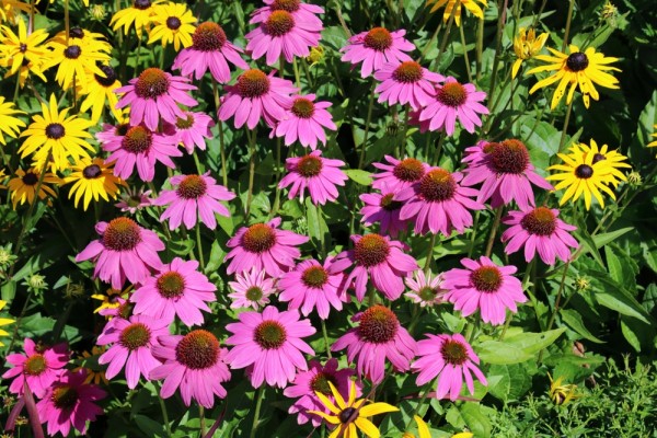 Рудбекия пурпурная: как выглядит, описание, где растет