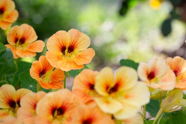 Настурция большая: как выглядит, описание, где растет