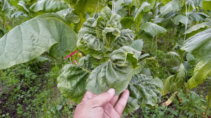 Деформация листьев