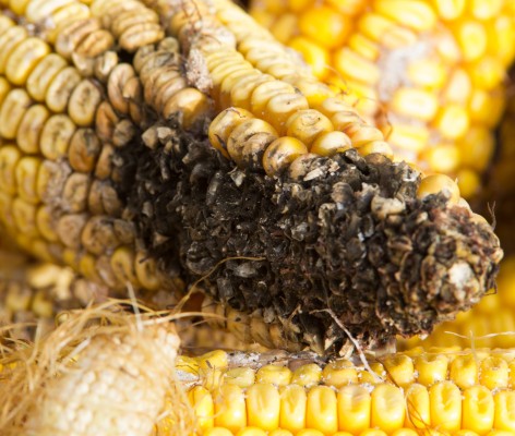 Диплодиоз кукурузы