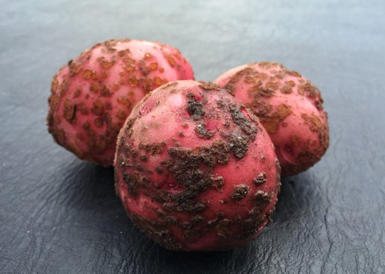 Парша порошистая