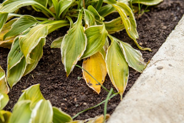 Питиозная корневая гниль