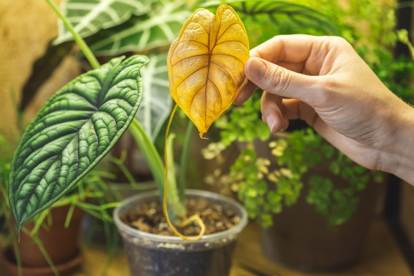 Пожелтение листьев