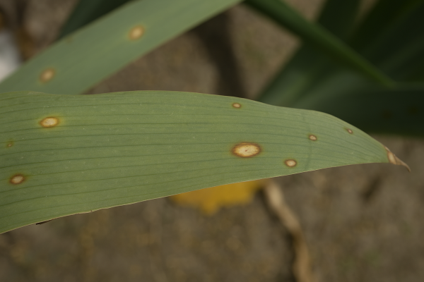 Гетероспориоз