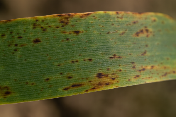 Сетчатая пятнистость