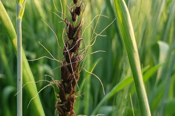 Карликовая головня