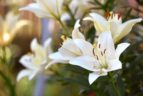 Лилия зонтиковидная: как выглядит, описание, где растет