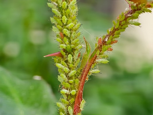 Жимолостная тля