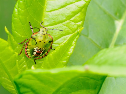 Зеленый овощной клоп