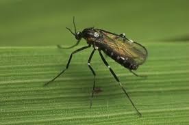 Малинная побеговая галлица