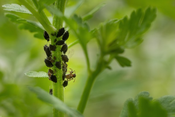 Побеговая тля