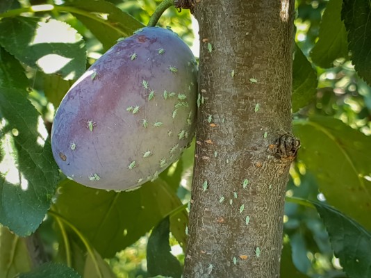 Сливовая (тростниковая) тля