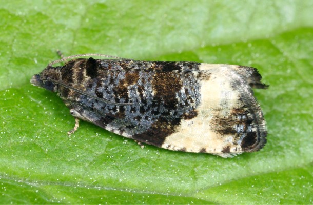 Сливовая плодожорка