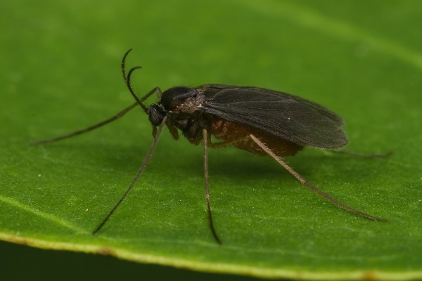 Смородинная листовая галлица