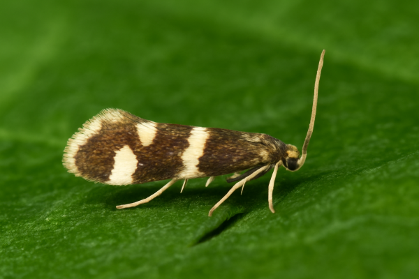 Смородинная почковая моль