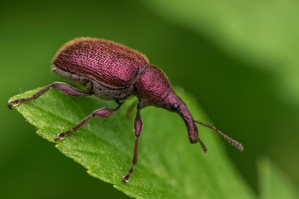 Вишневый трубковерт