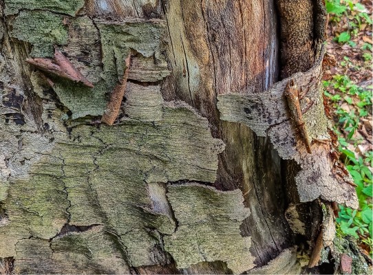 Европейский рак