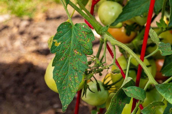 Крапчатость