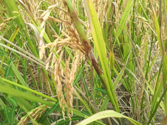 Пирикуляриоз