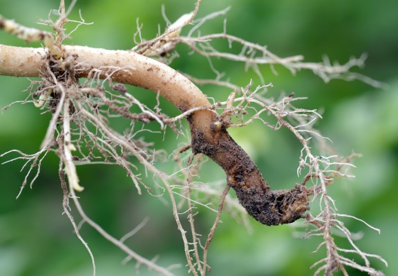 Ризоктониозная корневая гниль