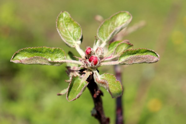 Розеточность