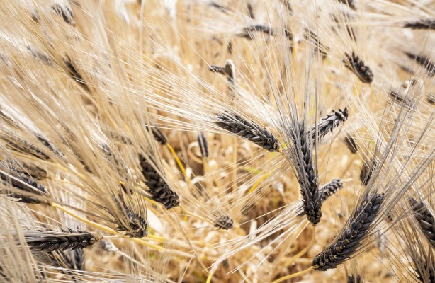 Чернь колоса