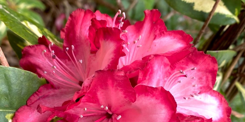 Пестролепестность