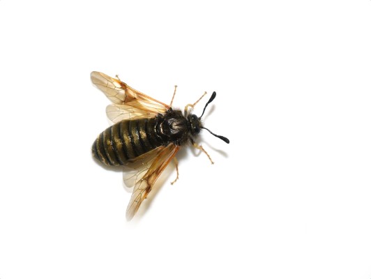 Жимолостный полосатый пилильщик