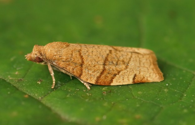 Жимолостная или розанная листовертка