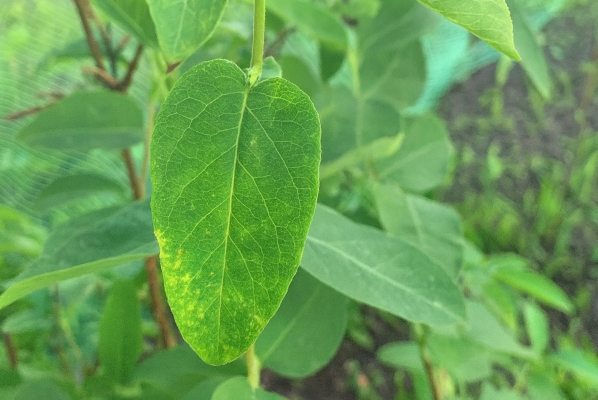 Жимолостный клещ