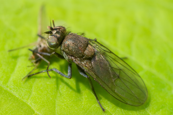 Жимолостный минер