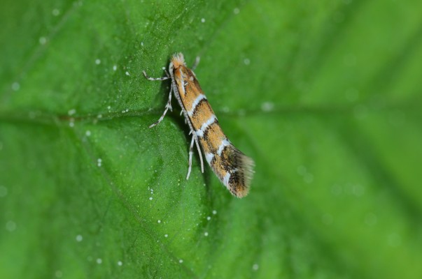 Жимолостная моль-пестрянка