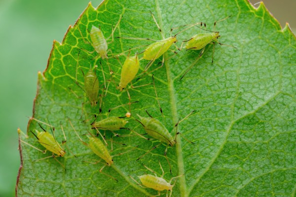 Малинная побеговая тля