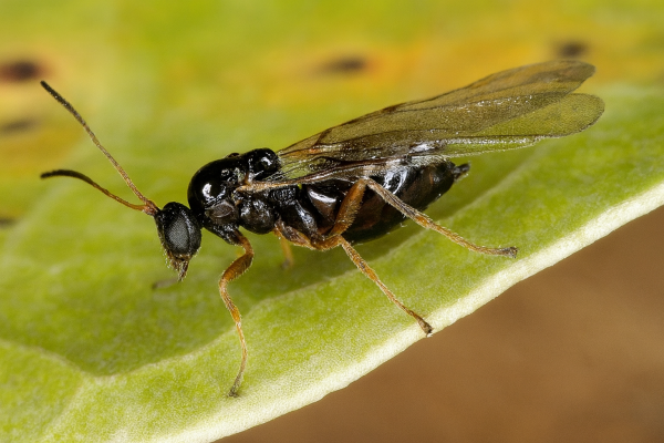 Малинная орехотворка