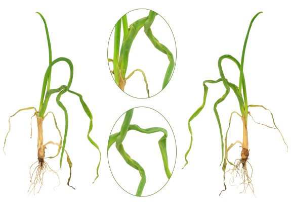 Стеблевая нематода