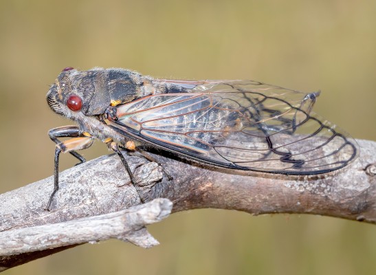 Цикадка пенница-слюнявка