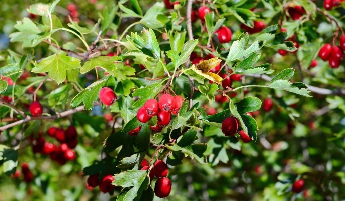 Боярышник: как выглядит, описание, где растет