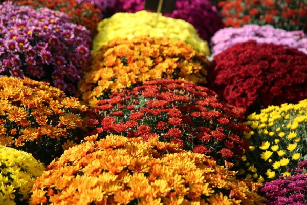 Как правильно обрезать хризантему мультифлору на зиму