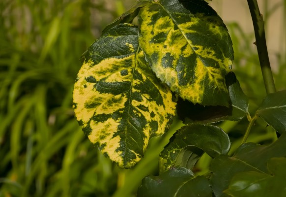 Вирусная мозаика