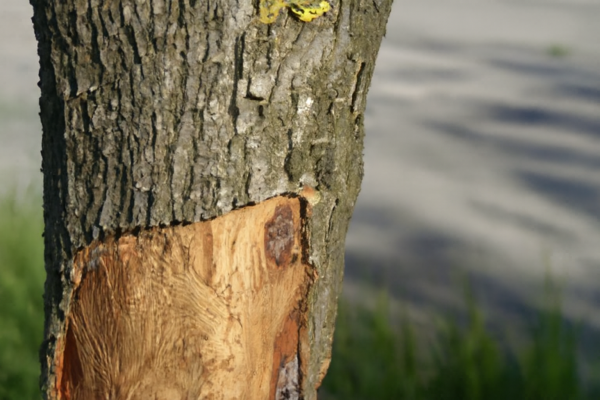 Графиоз ильмовых