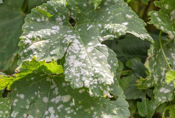 Оидиум винограда