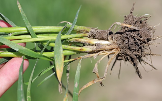 Церкоспореллезная прикорневая гниль