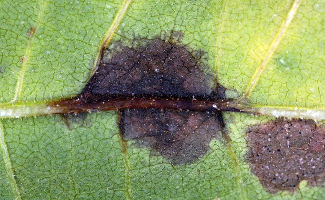 Серая пятнистость листьев