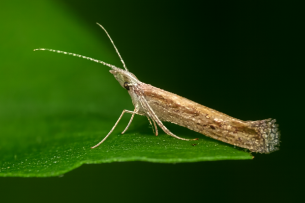 Капустная моль